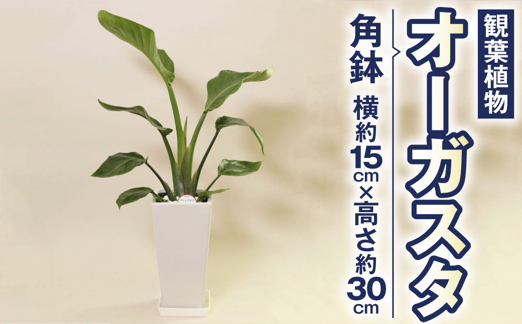 
オーガスタ 観葉植物 角鉢 横約15cm×高さ約30cm 6寸 植物 インテリア ガーデン
