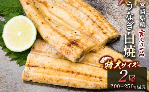［数量限定］玄人の一品 うなぎ白焼き 特大2尾 合計400g以上 宮崎県産鰻【C330】
