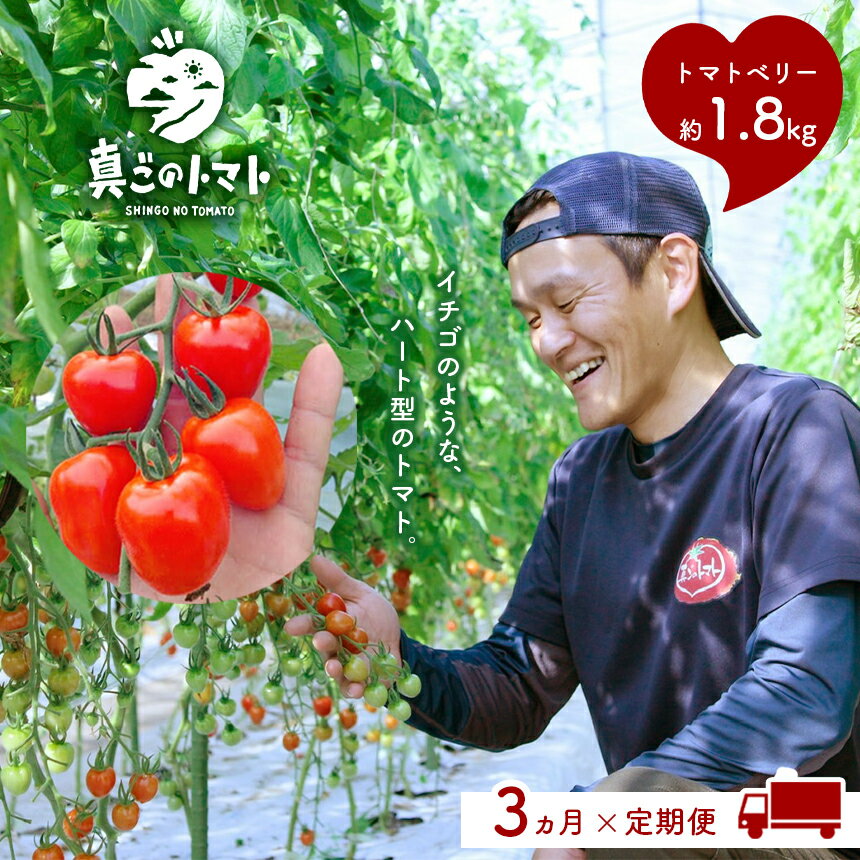 【ふるさと納税】【定期便3回】坂本農園のミニトマト・トマトベリー(約1.8kg×3ヶ月)≪1月より発送スタート≫ | 玉名 熊本