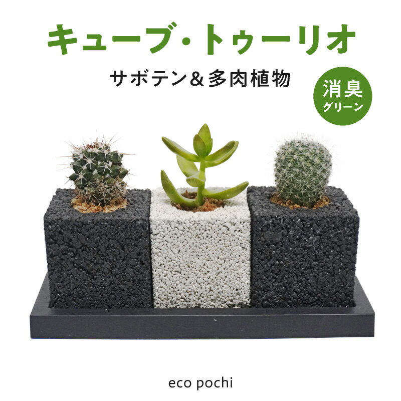 【ふるさと納税】植物ポット 観葉植物 消臭グリーン キューブ・トゥーリオ サボテン 多肉植物 3種類 セット エコポチ エコ 再利用可 インテリア おしゃれ 癒し 消臭 多孔質素材 吸着 シンプル プレゼント用 贈答用 お取り寄せ 熊本県 天草市 送料無料