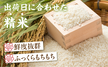 【令和6年度米】宮崎県産ヒノヒカリ 5kg×2袋 合計10kg ヒノヒカリ お米 令和6年度米