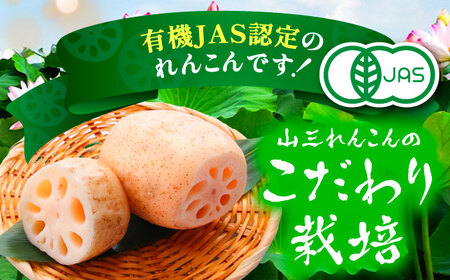 【先行予約】有機JAS認証　土付きレンコン　2kg れんこん 有機栽培　産地直送 野菜　愛西市/株式会社山三レンコン[AEBK003]