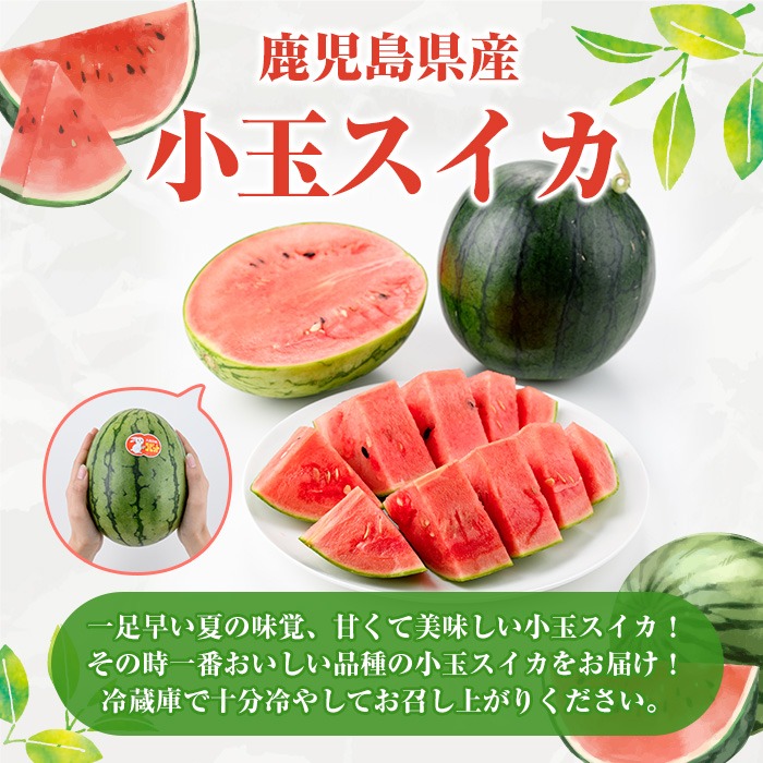 ＜先行予約受付中！2026年5月下旬以降順次発送予定＞鹿児島県産 小玉スイカ(2玉) 国産 果物 スイカ すいか 西瓜 フルーツ スイーツ スムージー ジュース 期間限定【松永青果】akn053-06