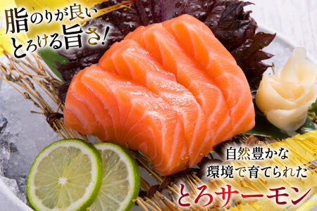 定期便 訳あり とろサーモン 刺身 5パック計1kg×3回 総計3kg 毎月 3回 定期 [たみこの海パック 宮城県 南三陸町 m304amh560079]