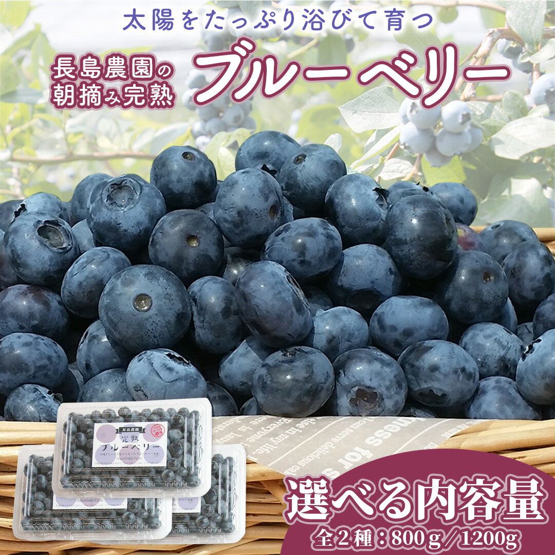 【ふるさと納税】ブルーベリー 約 800g ( 2パック )～ 1.2kg（ 3パック ） 【2026年6月から発送開始】 国産 茨城県産 ベリー フルーツ 果物 くだもの 自家製栽培