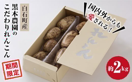 【2026年1月以降発送】おいしさ絶品！こだわり れんこん 約2kg 化粧箱 （白）入り 【黒木農園】/特別栽培 レンコン 蓮根 白石町産 野菜 根菜 高品質 九州 佐賀県 白石町  白石 [IAU001]