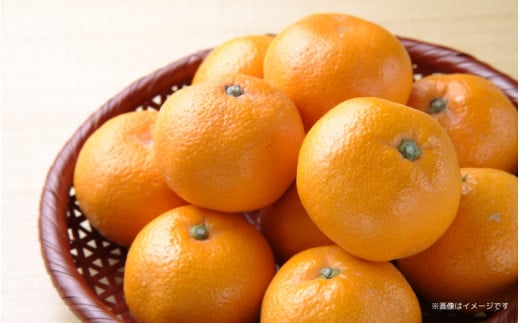 温州みかん「ゆらっ子」5Kg【先行予約】※2025年12月初旬頃～順次発送予定(お届け日指定不可) / ゆらみかん 由良町 ミカン 柑橘 期間限定 和歌山【jahd003】