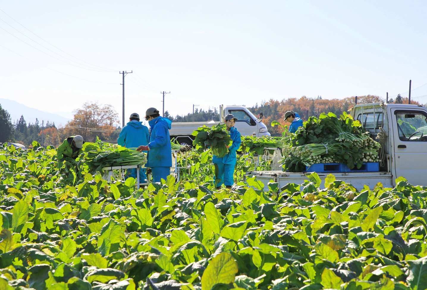 伊那市産の野沢菜を全量使用（農福連携）