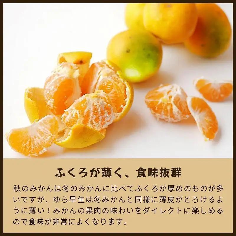 ゆら早生　5kg家庭用｜和歌山で生まれた極早生みかんの優良品種【2026年10月発送開始】