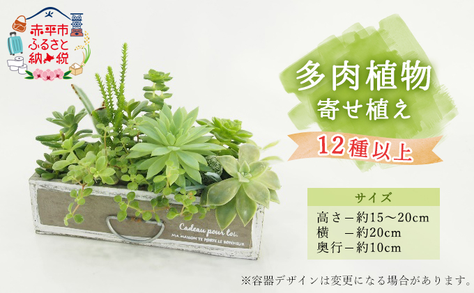 
多肉植物寄せ植え 12種以上
