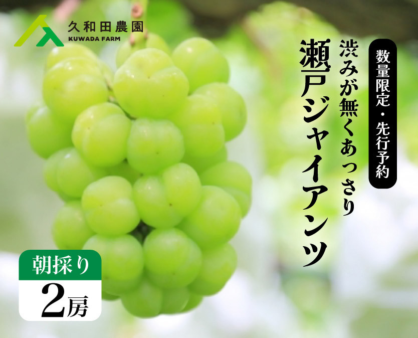 
            ぶどう 瀬戸ジャイアンツ 朝採り 先行予約 久和田農園 2房 広島 三原034006
          