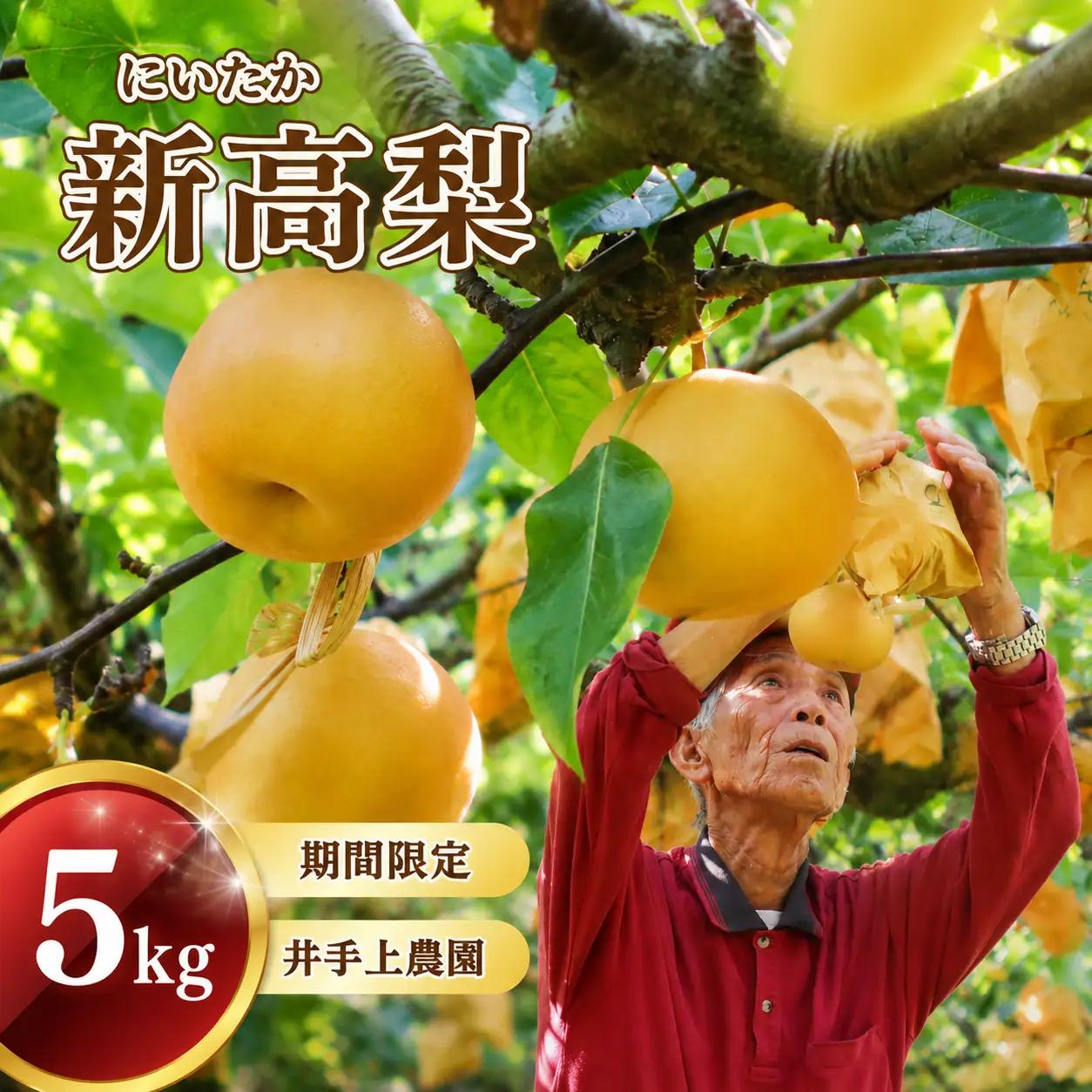 梨 5kg 新高 | 梨 IDG