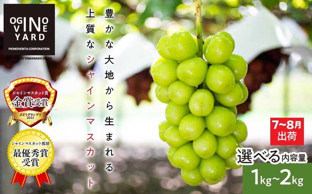 
                  ★テレビで紹介されました！★【2026年先行予約_7月上旬～発送】山梨県産早期出荷シャインマスカット １．０ｋｇ～２．０ｋｇ以上＜選べる内容量＞｜おすすめ 人気 山梨県 産地直送 フルーツ 果物 くだもの ブドウ ぶどう シャイン マスカット くだもの 国産 葡萄 新鮮
                