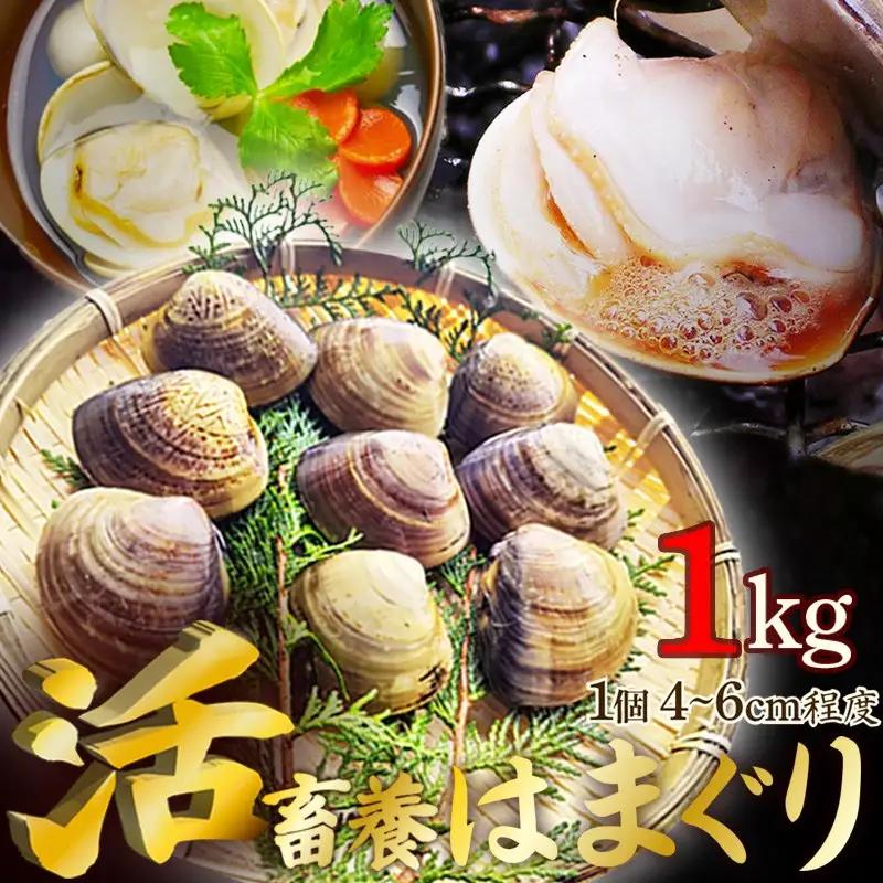 【はまぐり】畜養活蛤 1kg ハマグリ