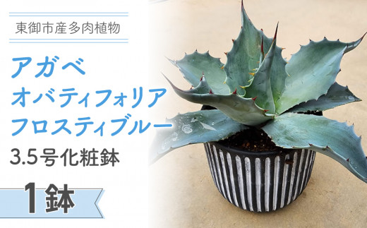 
【テールマウンテン】東御市産多肉植物 アガベ オバティフォリア フロスティブルー3.5号化粧鉢（１鉢）
