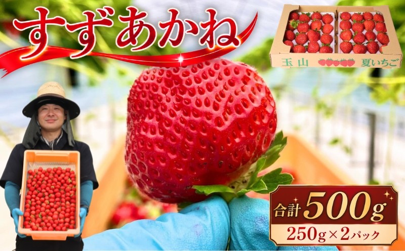 
                  いちご すずあかね 夏いちご 500g(250g以上×2パック)  いちご イチゴ 苺 ストロベリー ichigo itigo フルーツ 果物 夏 いちご 産地直送 冷蔵 国産 くだもの お取り寄せ デザート 特産品 名産品 家庭用 おやつ 新鮮 スイーツ ケーキ 農家直送 夏 旬 ギフト 岩手県 盛岡市 東北 岩手 盛岡 玉山うるおいイチゴ園 tui001
                
