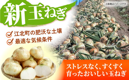【先行予約】 新玉ねぎ 5kg 【吉祥】[HDG015]
