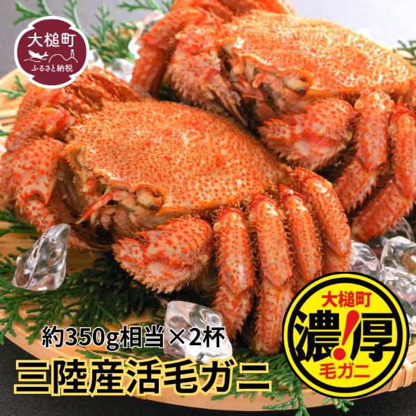 【令和8年発送】三陸産 活毛ガニ(約350g相当×2杯)【03】【2026年3月～5月発送】