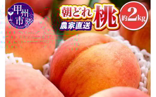 池田青果 朝どれ 大玉 桃 約2kg 4～7玉 農家直送【2026年発送】（IS）B-467