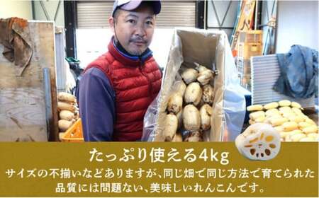 れんこん 訳あり 4kg ｜レビュー☆4.54・テレビ紹介 千葉県神崎町の蓮根 きんぴら・煮物・サラダに ※4～9月上旬受付分は9月中旬以降順次発送【ふるさと納税 人気 野菜 蓮根 レンコン きんぴら