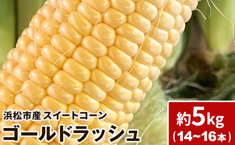 浜松産 スイートコーン ゴールドラッシュ 約5kg 14本～16本入