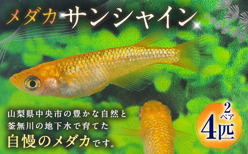 
                  メダカ 【 サンシャイン 】 2ペア 4匹 めだか 観賞魚 初心者 魚 さかな インテリア 鑑賞 育成 飼育 淡水魚 川魚 生き物 生物 愛好家
                