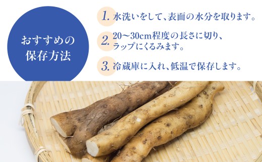 年末配送【12月21日～12月31日お届け】【2026年産】粘りが自慢の自然薯＼10月中旬～3月末発送受付／郡上奥美濃　自然薯 食品  野菜  その他野菜  山芋 自然薯 とろろ とろろご飯 岐阜県 