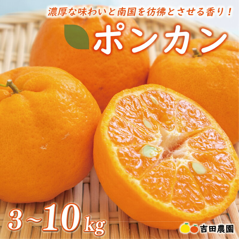 【ふるさと納税】 【高評価★4.64】 選べる内容 ポンカン 3kg 5kg 10kg 訳あり 通常品 期間限定 数量限定 みかん mikan 蜜柑 ミカン わけあり ぽんかん 国産 人気 甘い フルーツ 果物 柑橘 おいしい サイズ ミックス 吉田農園 愛南町 愛媛県