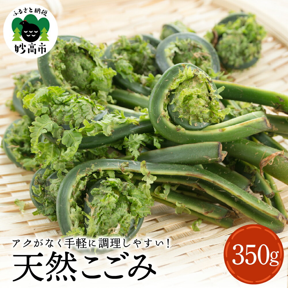 【ふるさと納税】天然 こごみ 350g 【4月上旬より発送】 山菜 天ぷら ごま和え 春の味覚 産地直送 国産 送料無料 新潟県 妙高市