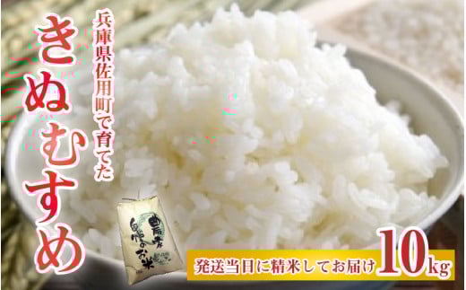 【先行予約】兵庫県佐用町で育てたきぬむすめ 10kg【2025年10月中旬頃から順次発送予定】 兵庫県産 きぬむすめ 減農薬米 精米 お米 特Aランク