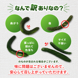【訳あり】【2026年先行予約】産地直送きゅうり 4kg[shi003]夏野菜 国産 胡瓜 訳アリ