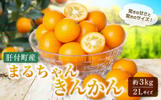 ＜先行受付＞肝付町産完熟まるちゃんきんかん(約3kg) 【丸山果樹園】