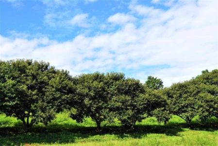 【ふるさと納税】 期間限定 数量限定 先行予約 さぬき山都の低温熟成完熟栗 (生栗) 約2kg (2Lサイズ以上) さぬき 山都 低温熟成 完熟 栗 完熟栗 大粒 栽培 厳選 糖度 選別 三豊市産 グ