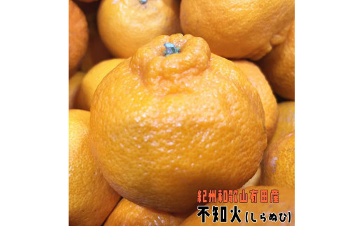 【ご家庭用】濃厚 不知火 和歌山県産 約2.5kg【先行予約・2025年2月上旬～3月下旬発送】