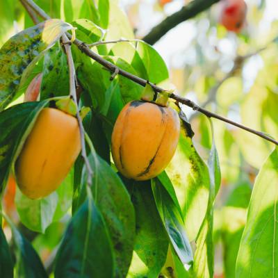 ふるさと納税 松江市 とろ〜り甘い柿の里の西条柿 5kg |  | 02