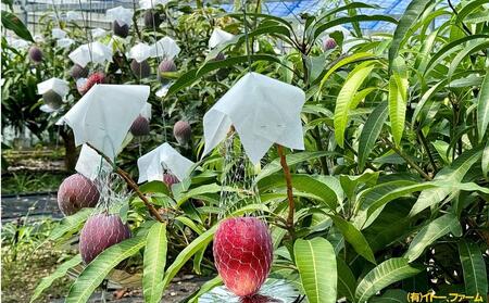 【2025年先行予約】奄美 加計呂麻島 完熟マンゴー 家庭用 約1kg（2～3玉入り）化粧箱