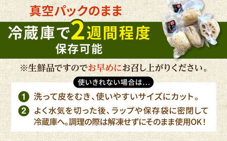 【先行予約】【真空パック】新鮮でおいしい！ 佐賀のがばいうまかレンコン 約1.5kg /新鮮なれんこんを産地直送！ れんこん 佐賀 白石れんこん 真空パックれんこん レンコン 蓮根 れんこん おでん 