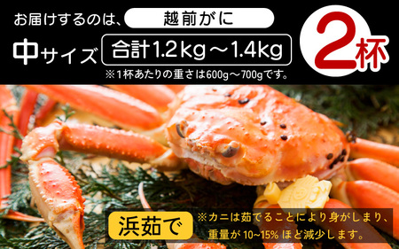 越前がに本場の越前町からお届け！ 越前がに≪浜茹で≫中サイズ（生で600〜700g） × 2杯【1月発送分】【かに カニ 蟹】地元で喜ばれるゆで加減・塩加減で越前の港から直送！【福井県 越前町 雄 ズ