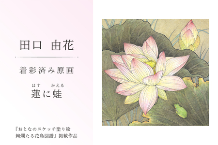 【ふるなび限定】田口由花　着彩済み原画「蓮に蛙（はすにかえる）」（『おとなのスケッチ塗り絵　絢爛たる花鳥図譜』掲載作品）【0109-002-6】 FN-Limited-SP