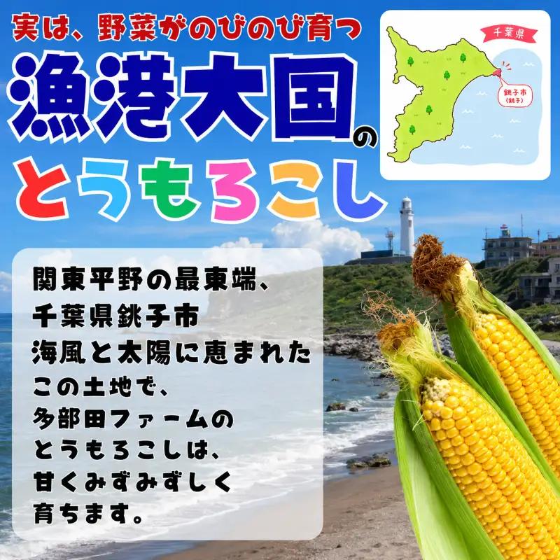 先行予約 訳あり とうもろこし 12本（約4kg） 銚子産 とうもろこし