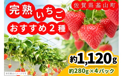 【先行受付 2026年1月より発送】【農場直送！】いちご2品種食べ比べ(約280g×4P)【ふるさと納税 基山町産 いちご イチゴ 朝採れ 完熟果】K100010