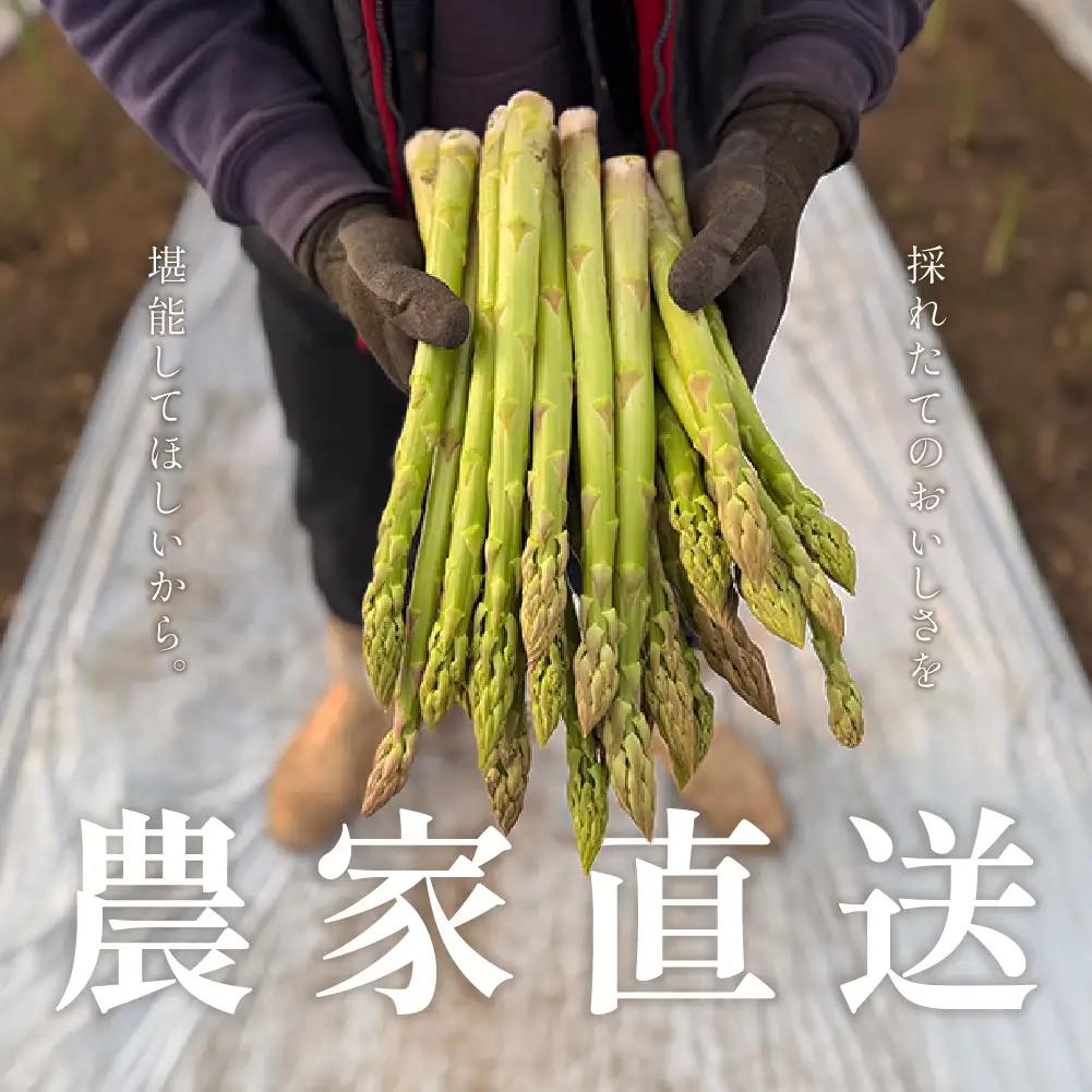 【期間限定】高級アスパラガス 隆至の龍 500g（約25本入り）レギュラーサイズ【119-3】