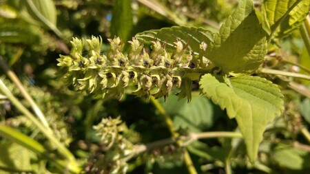 えごま油　低温生搾り　3本セット（110ｇｘ3本） えごま油 低温生搾り 生えごま油 3本 セット 無農薬 110g オメガ3脂肪酸 α-リノレン酸 八ヶ岳 南麓栽培 農薬不使用 健康 食品 油