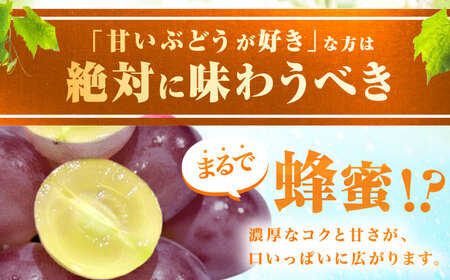 富士の輝 1房（約700g） 広川町 / 井上農園[AFCK001]