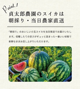 SZ0330　山形県産 小玉スイカ 姫甘泉 「ルパン」　4kg以上(2玉入) 朝採り 農家直送