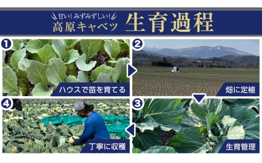 【7月中旬発送開始】 嬬恋キャベツ  嬬恋産 高原キャベツ4玉1ケース 旬の野菜 きゃべつ 産地直送 群馬 お取り寄せ 野菜 セット Lサイズ ZIP! 先行予約 2026年発送 [AS002tu]