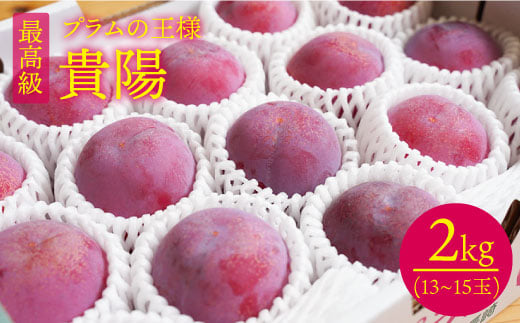 【先行予約】貴陽 約2kg（13〜15玉） ＜竹嶋農園＞ [CEB002] 西海市産 貴陽 プラム すもも 桃 果物 フルーツ 贈答 ギフト 贈り物 プラム