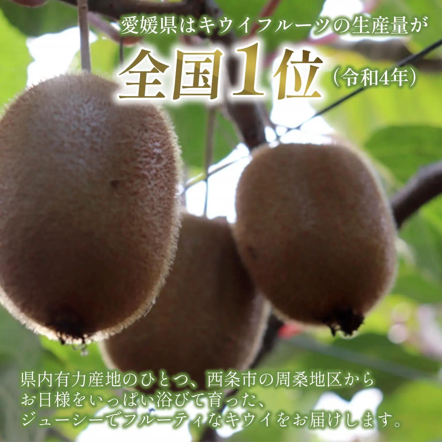【先行予約】キウイフルーツ 4Lサイズ12個 大玉 キウイ