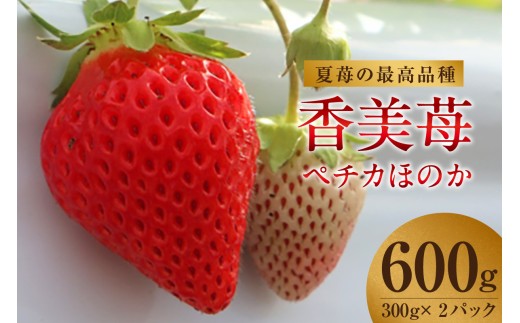 【先行予約】《期間限定》夏イチゴの最高級品種 【ペチカほのか 300g（12～24粒）】2パック【令和8年7月以降発送予定】夏いちご  香美苺 いちご イチゴ 人気 おすすめ ふるさと納税 返礼品 兵庫県 香美町 村岡 ユースランド 18-06