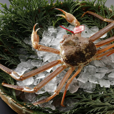 【ふるさと納税】【先行予約】鳥取県産 タグ付き 活松葉がに 1kg以上×2杯(中村商店)25年12月・26年1月発送【配送不可地域：離島・北海道・沖縄県・東北・信越、北陸】【1692716】